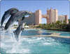 Atlantis Paradise Island Resort 